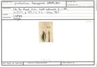 Karteikarte zu Spiroloculina lapugyensis Karrer, 1867